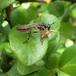 Klarvinget Engrovflue (Dioctria hyalipennis)