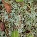 Filtet Hønsetarm (Cerastium tomentosum)