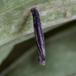 Sæbeurt-Sækmøl (Coleophora saponariella)