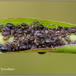Gedeskægbladlus (Brachycaudus tragopogonis)