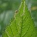 Liriomyza eupatorii (Liriomyza eupatorii)