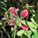 Stribet Kløver (Trifolium striatum)
