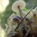 Tørvemos-Gråblad (Lyophyllum palustre)