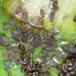 Irisbladlus (Aphis newtoni)