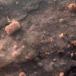 Dunet Kalkskind (Hyphoderma puberum)