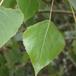 Pyramide-Poppel (Populus nigra ssp. nigra var. italica)