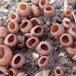 Anemone-Knoldskive (Dumontinia tuberosa)