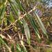 Langbladet Pil (Salix x stipularis)