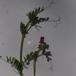 Foder-Vikke s.str. (Vicia sativa ssp. sativa)