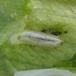 Lille Ramsløgsvirreflue (Cheilosia fasciata)