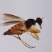 Tachypeza fuscipennis (Tachypeza fuscipennis)