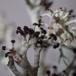 Rensdyrlav sp. (Cladonia L spp.)