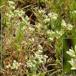 Flerårig Knavel (Scleranthus perennis)