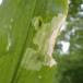 Lille Ramsløgsvirreflue (Cheilosia fasciata)