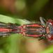 Forcipomyia paludis (Forcipomyia paludis)