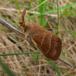 Brombærspinder (Macrothylacia rubi)
