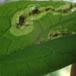 Agromyza abiens (Agromyza abiens)