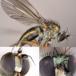 Dolichopus griseipennis (Dolichopus griseipennis)