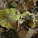 Grøngul Ridderhat (Tricholoma sejunctum)