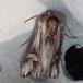 Lilla Perikonugle (Actinotia polyodon)