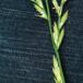 Almindelig Rajgræs f. ramosum (Lolium perenne f. ramosum)