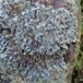 Farve-Skållav (Parmelia saxatilis)