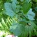 Sur Ribs (Ribes x pallidum)