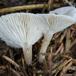 Kridt-Tragthat (Clitocybe candicans)