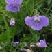 Overdrevs-Viol (Viola riviniana ssp. minor)