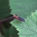 Pelidnoptera fuscipennis (Pelidnoptera fuscipennis)