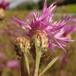 Smalbladet Knopurt (Centaurea pannonica)