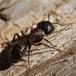 Herkulesmyre (Camponotus herculeanus)
