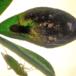 Agromyza johannae (Agromyza johannae)
