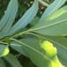 Selje-Pil x Purpur-Pil (Salix x wimmeriana)