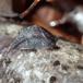 Gråsidesnegl (Arion circumscriptus)