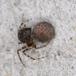 Theridion sp. (Theridion sp.)