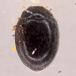 Stethorus pusillus (Stethorus pusillus)