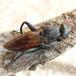 Fyrre-Træsmuldsvirreflue (Chalcosyrphus piger)