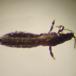 Rugtrips (Limothrips denticornis)