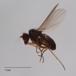 Micromorphus albipes (Micromorphus albipes)