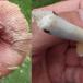Duft-Skørhat (Russula odorata)