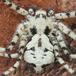 Dødningehoved-Edderkop (Philodromus margaritatus)