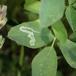 Agromyza frontella (Agromyza frontella)