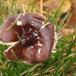 Puklet Skørhat (Russula caerulea)