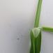 Sylt-Star (Carex otrubae)