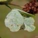 Kløvermeldug (Erysiphe trifolii)
