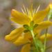 Smuk Perikon (Hypericum pulchrum)