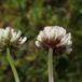 Smuk Kløver (Trifolium hybridum ssp. elegans)