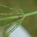 Ager-Padderok (Equisetum arvense)