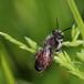 Blodjordbi (Andrena labiata)